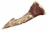 Fossil Sawfish (Onchopristis) Rostral Barb - Morocco #285526-1